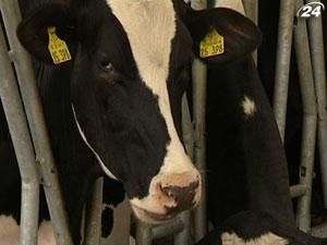 Рентабельность производства молока не успевает за кредитными ставками