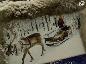 У Фінляндії туристам пропонують поїздку на оленях У Фінляндії туристам пропонують поїздку на оленях