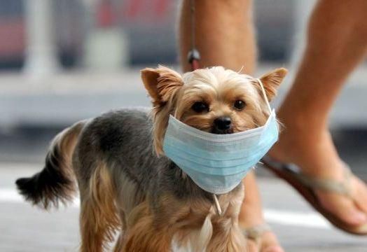 В трех районах Киева ввели карантин из-за бешенства В трех районах Киева ввели карантин из-за бешенства