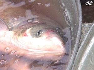 Государственный рыбхоз объявил войну браконьерам Государственный рыбхоз объявил войну браконьерам