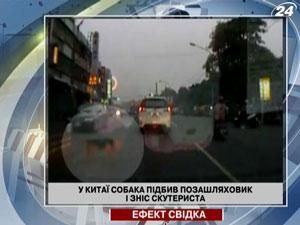 У Китаї собака підбив позашляховик і зніс скутериста У Китаї собака підбив позашляховик і зніс скутериста