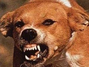 Харьковщина: бешеные животные покусали 85 человек Харьковщина: бешеные животные покусали 85 человек