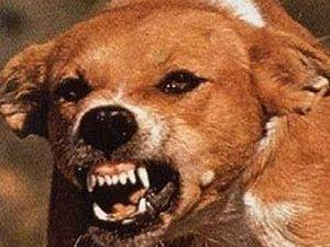 Харьковщина: бешеные животные покусали 85 человек