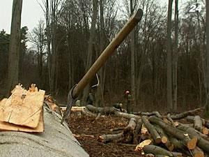 Держлісагентство: Україна експортує лише незатребувану деревину 