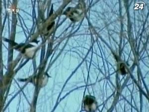 Телевидение КНДР показало птиц "оплакивающих" Ким Чен Ира