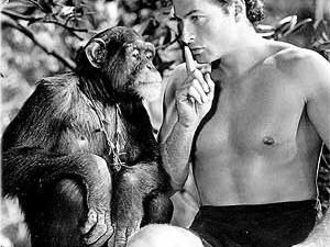 В США скончался шимпанзе-друг Тарзана В США скончался шимпанзе-друг Тарзана