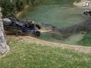 В Австралии крокодил украл у надзирателей газонокосилку В Австралии крокодил украл у надзирателей газонокосилку