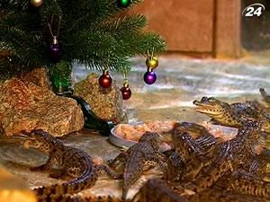 Жителям аквариумов Алушты и Ялты устроили Новый год Жителям аквариумов Алушты и Ялты устроили Новый год