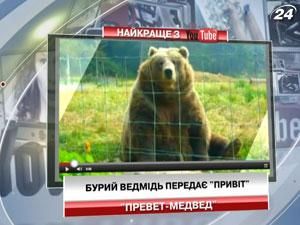 Бурий ведмідь передає "привіт"