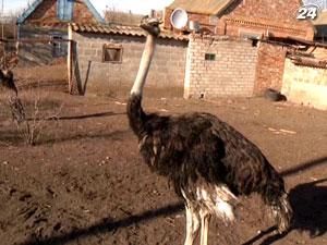 Африканская экзотика на дворе запорожского села Африканская экзотика на дворе запорожского села