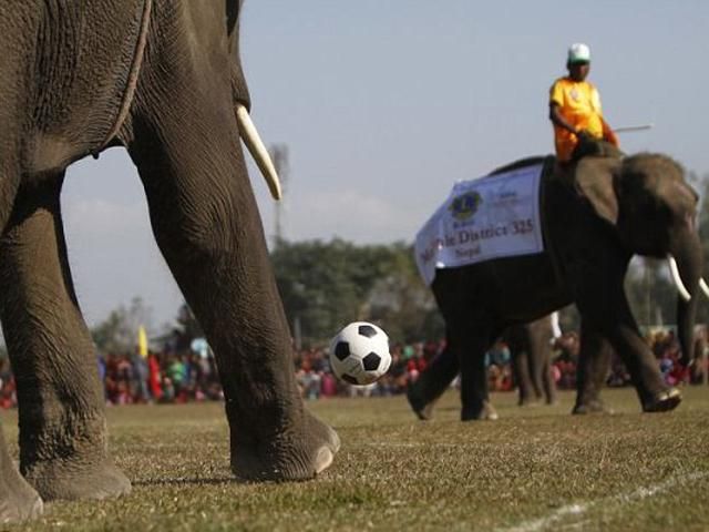 У Непалі слони грають у футбол