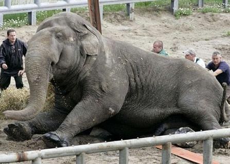 В Таиланде на украинского туриста упал слон В Таиланде на украинского туриста упал слон