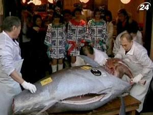 В Японії за рекордну суму продали блакитного тунця В Японії за рекордну суму продали блакитного тунця