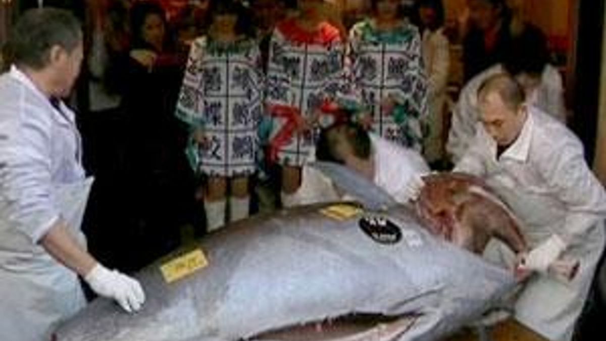 В Японії за рекордну суму продали блакитного тунця