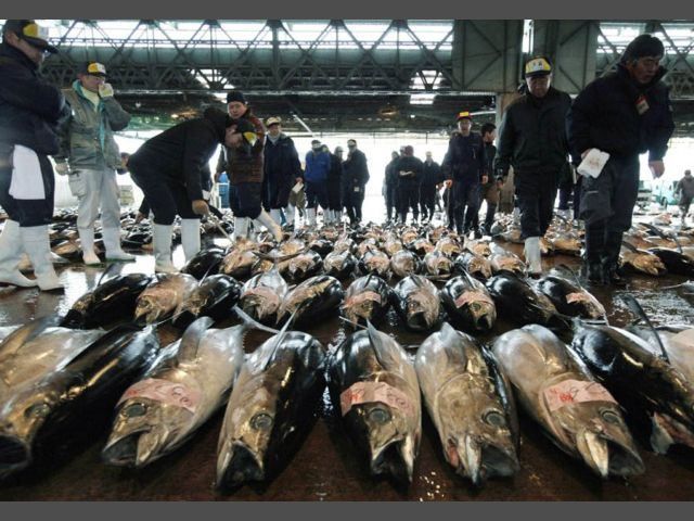 В Японии пробовали гигантского тунца за 736 тысяч долларов