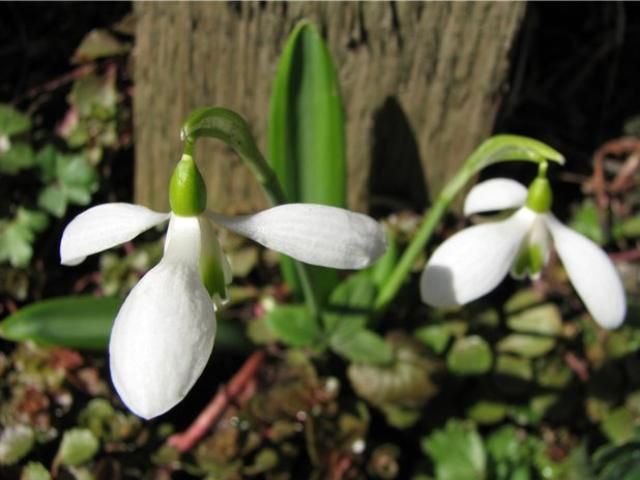 У Нью-Йорку завчасно розквітли проліски У Нью-Йорку завчасно розквітли проліски