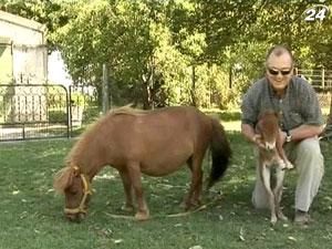 На ферме в Аргентине разводят самых маленьких пони в мире - фалабелл