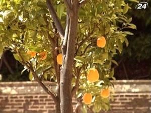 Цена на апельсиновый сок достигла 34-летнего максимума Цена на апельсиновый сок достигла 34-летнего максимума