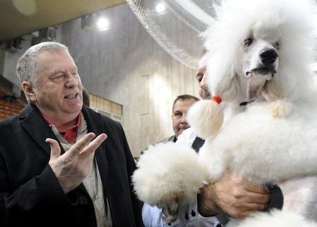 Жиріновський на посаді президента Росії обіцяє знешкодити скажених псів