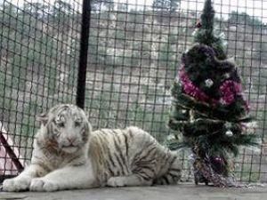 Тигрюля завагітніла від француза Тигрюля завагітніла від француза