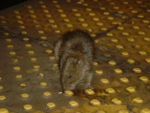 В Нью-Йорке фотографируют самую страшную крысу в подземке