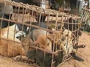 В Таиланде спасли собак, которые должны были пойти в пищу во Вьетнаме