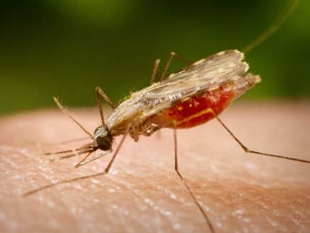 На Вінничині госпіталізували хворого на малярію