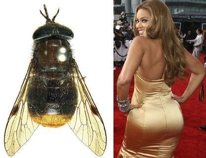 Учені назвали муху в честь Бейонсе