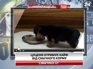 Цуценя отримує кайф від смачного корму