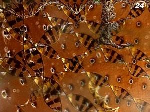 Ідентифікація пошкоджень ДНК розкриє одну з найбільших таємниць органічної хімії та біології Ідентифікація пошкоджень ДНК розкриє одну з найбільших таємниць органічної хімії та біології