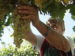 Виробництво виноматеріалів у 2011 році було скорочено на 18%