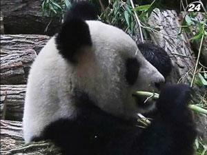 Двох панд привезли до французького зоопарку з Китаю Двох панд привезли до французького зоопарку з Китаю