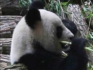 Двох панд привезли до французького зоопарку з Китаю