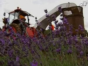 Лаванда приобретает известность как ингредиент блюд Лаванда приобретает известность как ингредиент блюд