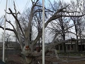 Запорожье: 700-летний дуб спасли от разрушения