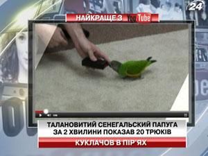 Талановитий сенегальский папуга за 2 хвилини показав 20 трюків