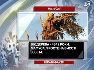 Цікаві факти про найстаріше дерево на планеті