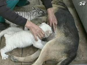 Тигрят из китайского зоопарка выкармливает немецкая овчарка