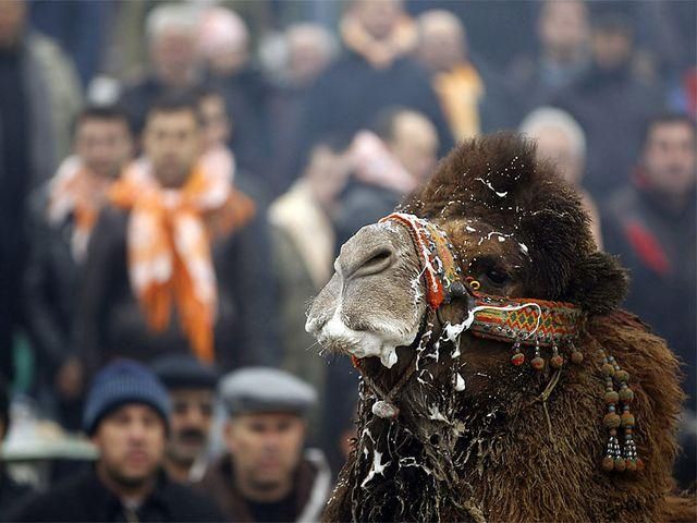 У Туреччині відбулися верблюжі бої У Туреччині відбулися верблюжі бої