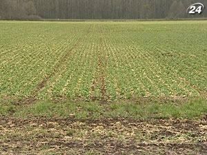 Щорічні збитки від ерозії земель становлять 10 млрд доларів Щорічні збитки від ерозії земель становлять 10 млрд доларів