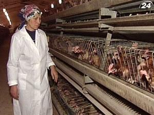 Експерти: Курятина найближчим часом подешевшає Експерти: Курятина найближчим часом подешевшає