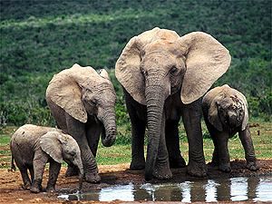 WWF: Слоны могут через 30 лет исчезнуть с Суматры