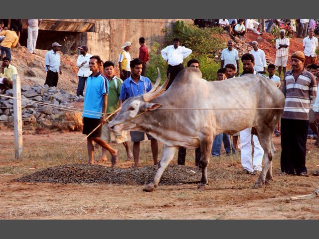 В Индии проходят нелегальные бои быков