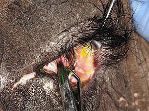 В Амстердамі слонисі поставили контактну лінзу В Амстердамі слонисі поставили контактну лінзу