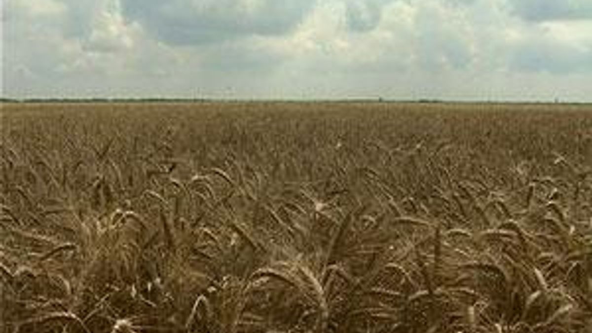 Україна знизить збір зерна до 40 млн т