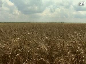 Украина снизит сбор зерна до 40 млн т