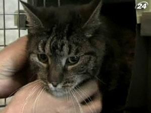 Літак канадських авіаліній не вилетів вчасно через кота Літак канадських авіаліній не вилетів вчасно через кота