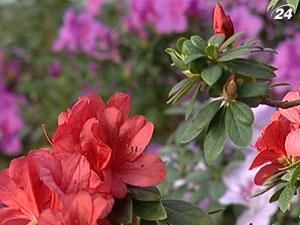 В Києві зацвіла квітка ельфів В Києві зацвіла квітка ельфів