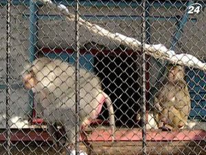 У Луганському зоопарку звірів рятують додатковими батареями