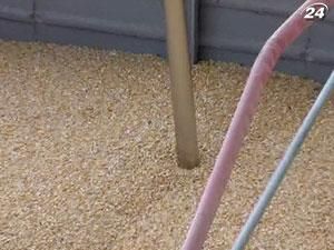 Мінагропрод пропонує скасувати ПДВ на імпорт насіння кукурудзи